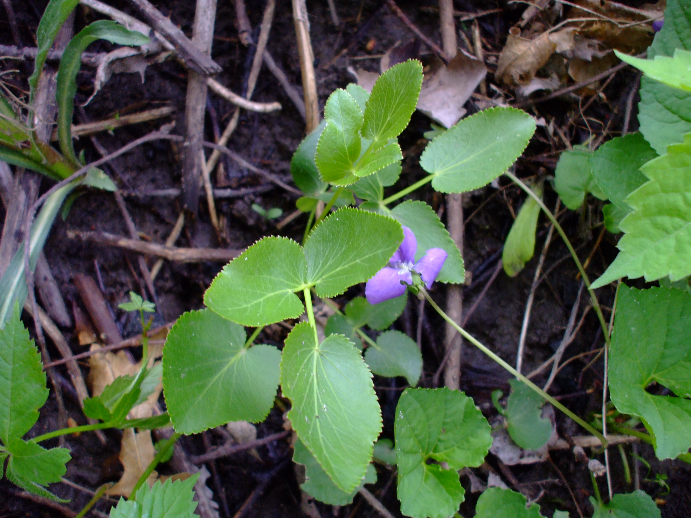 Zizia aptera